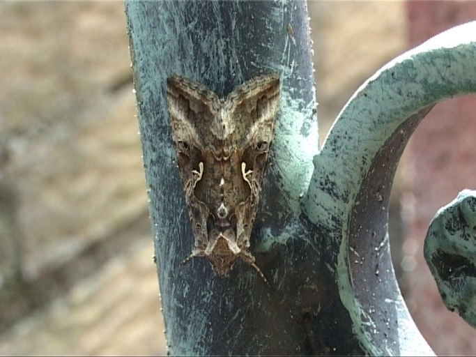 Gammaeule ( Autographa gamma ) : Moers, in unserem Garten, 17.07.2010